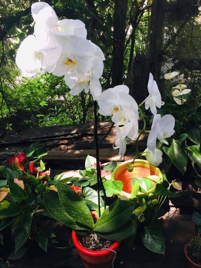 Sana El Jardin Secreto Vandrerhjem Santiago De Los Caballeros Eksteriør bilde